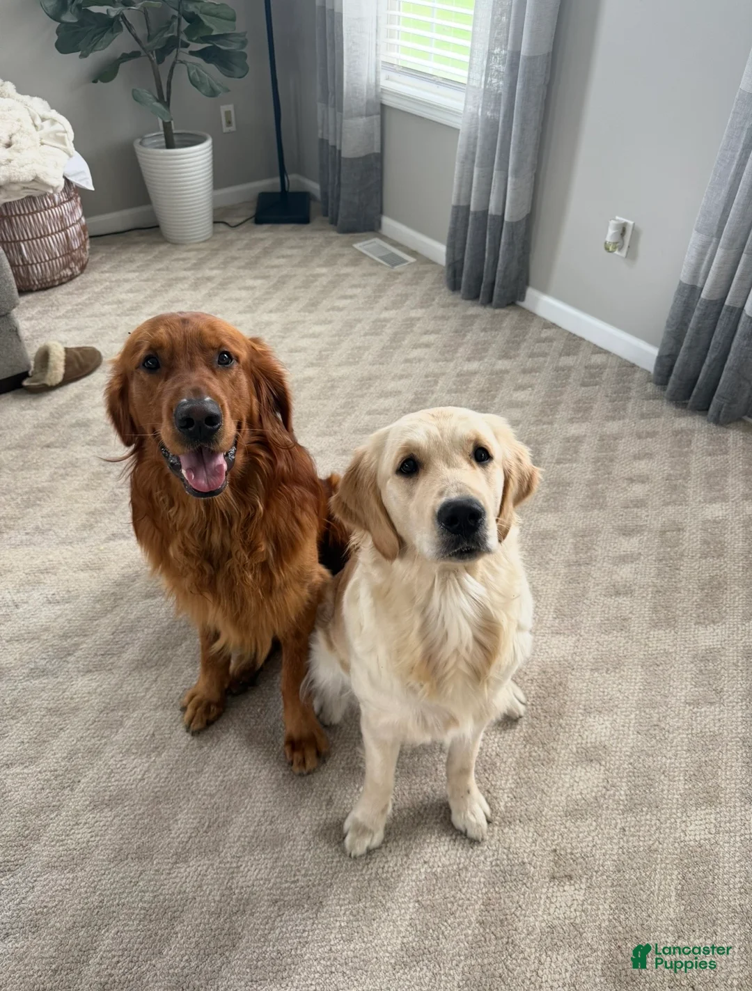 Golden Retriever dogs for sale: Dark Green - Ad 2