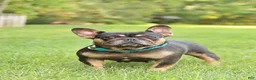 French Bulldog dogs for sale: Georige - Ad 6
