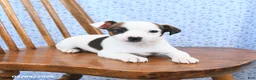 Jack Russell Terrier dogs for sale: Espresso - Ad 2