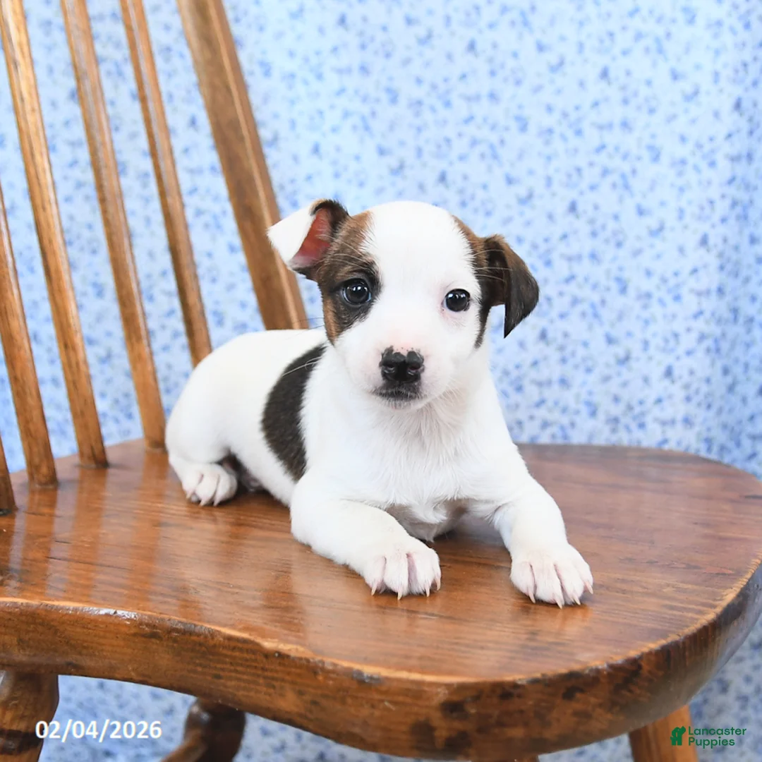 Jack Russell Terrier dogs for sale: Espresso - Ad 2
