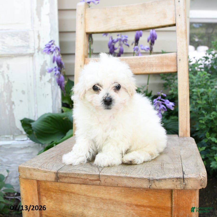 Bichon Frise dogs Pearl - Ad 1