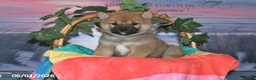 Shiba Inu dogs for sale: Dahlia - Ad 5