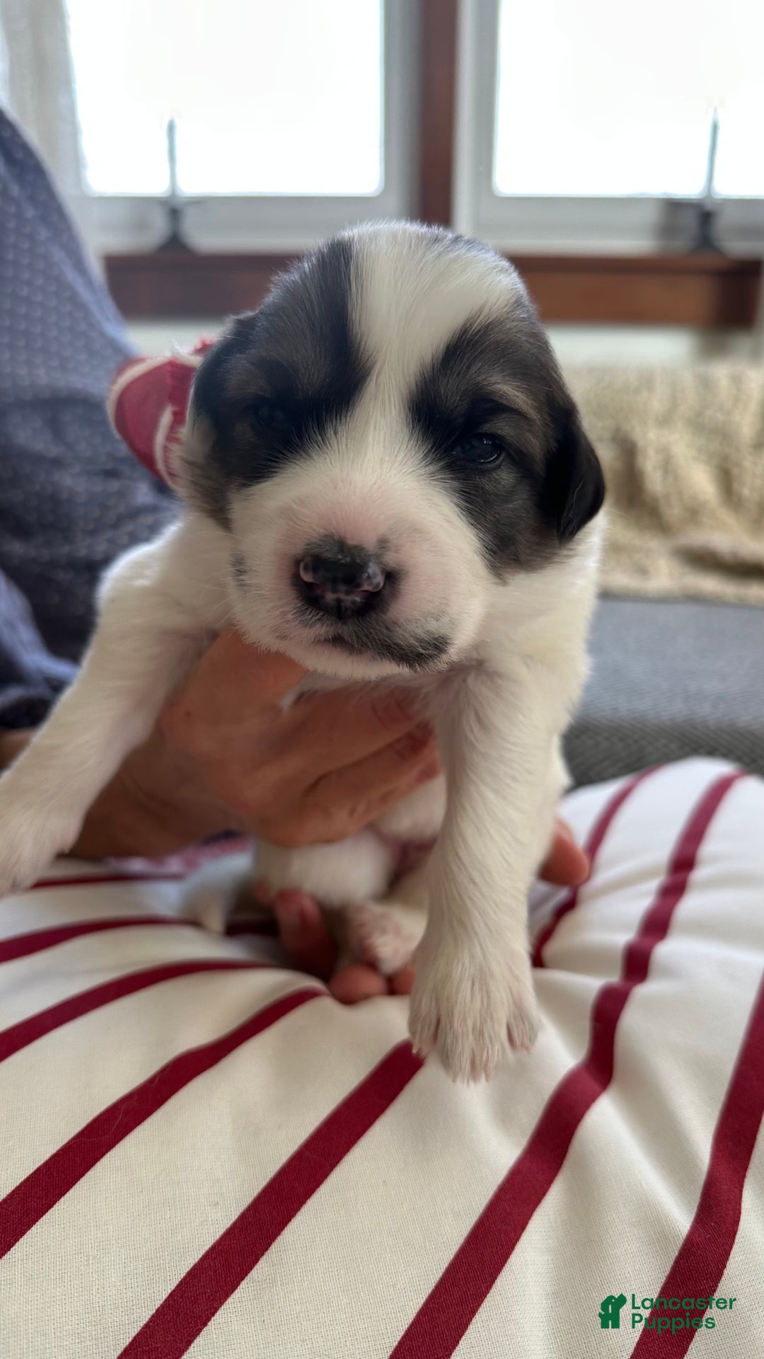 Great Pyrenees dogs for sale: Black - Ad 1