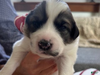 Great Pyrenees dogs Black - Ad 16