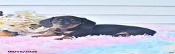 Miniature Dachshund dogs for sale: Fita - Ad 3