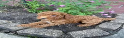 Miniature Poodle dogs for sale: Sadie - Ad 9