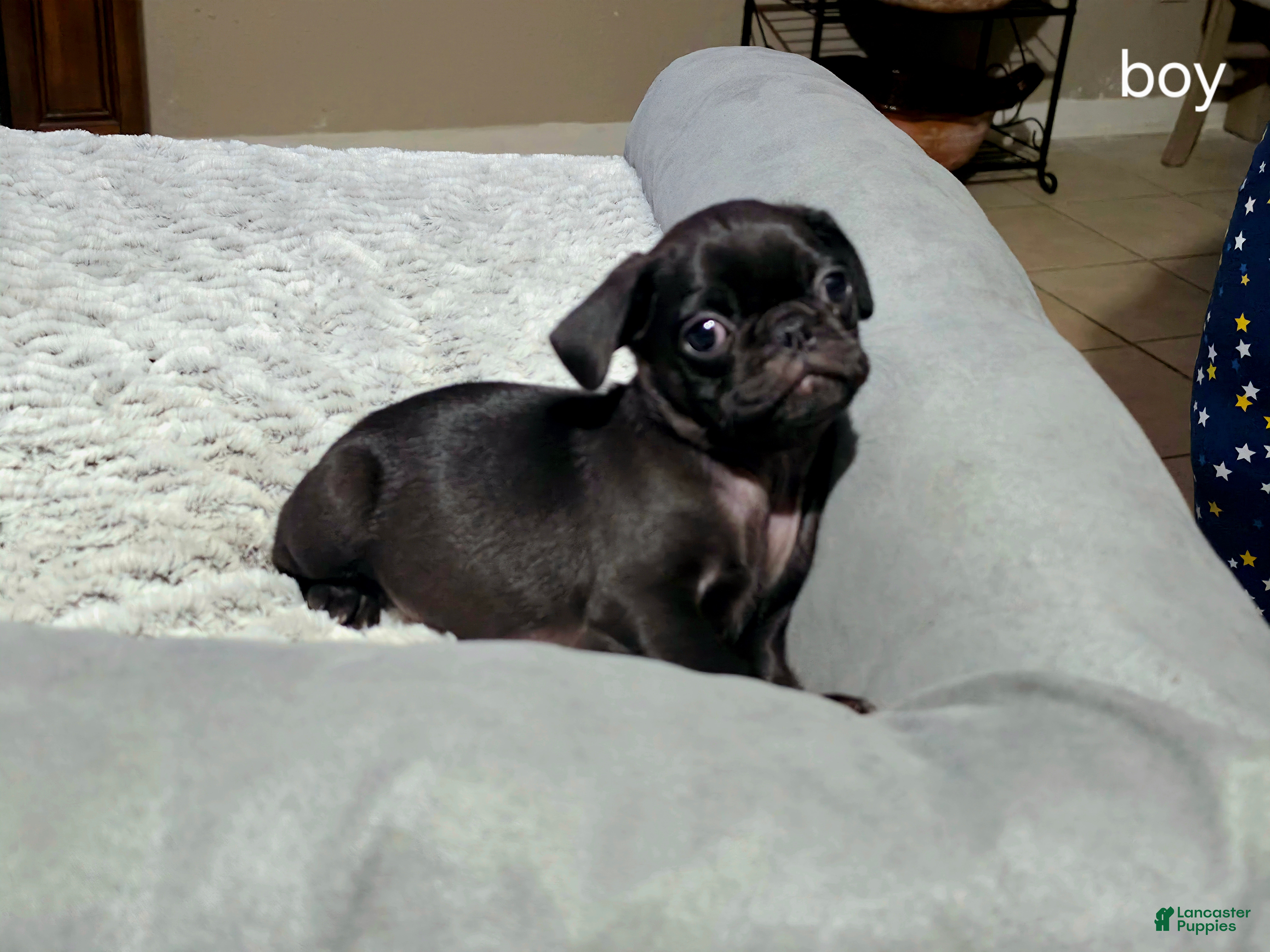 Pug dogs Pug Puppy 2 - Ad 19