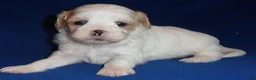 Shihpoo dogs for sale: Ripley - Ad 5