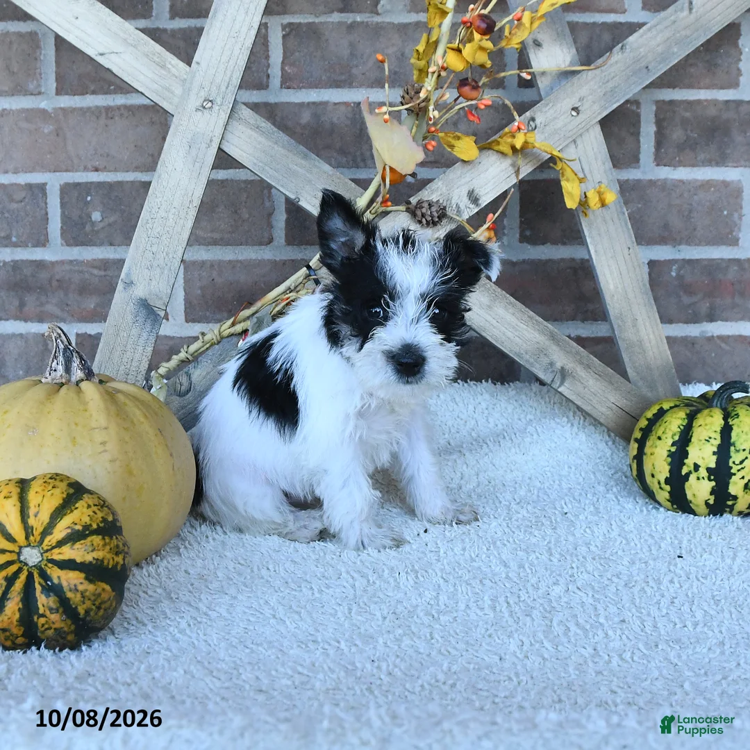 Miniature Schnauzer dogs for sale: Alea - Ad 2