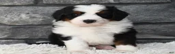 Mini Bernedoodle dogs for sale: Cuddles  - Ad 4