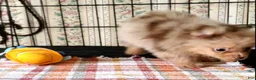 Pomeranian dogs for sale: Coco  - Ad 3