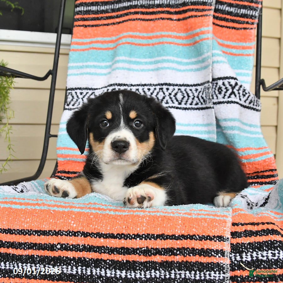 Mixed Breed dogs Toffee - Ad 1