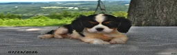 Cavalier King Charles Spaniel dogs for sale: Mickey - Ad 3