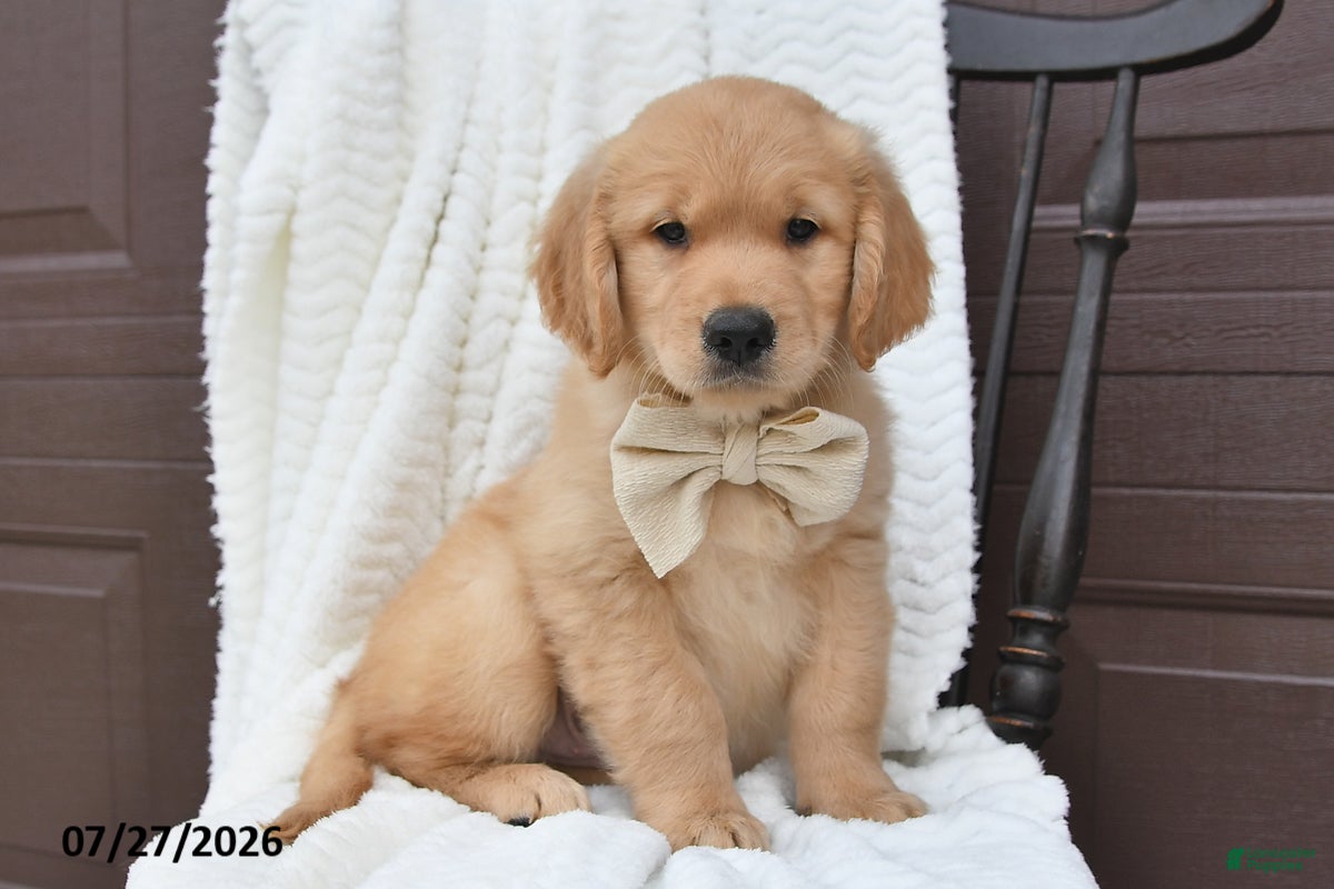 Golden Retriever dogs Coby - Ad 1