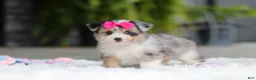 Mixed Breed dogs for sale: Ellie - Ad 7