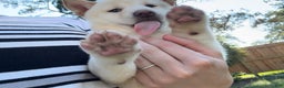 Shiba Inu dogs for sale: Shiba Inu Puppy 5 - Ad 1