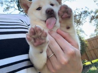 Shiba Inu dogs Shiba Inu Puppy 5 - Ad 1