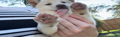Shiba Inu Puppy 5