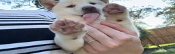 Shiba Inu dogs for sale: Shiba Inu Puppy 5 - Ad 1