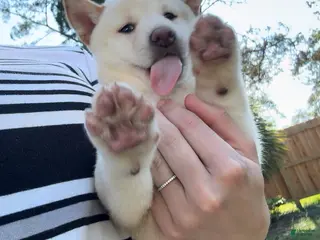 Shiba Inu dogs Shiba Inu Puppy 5 - Ad 1