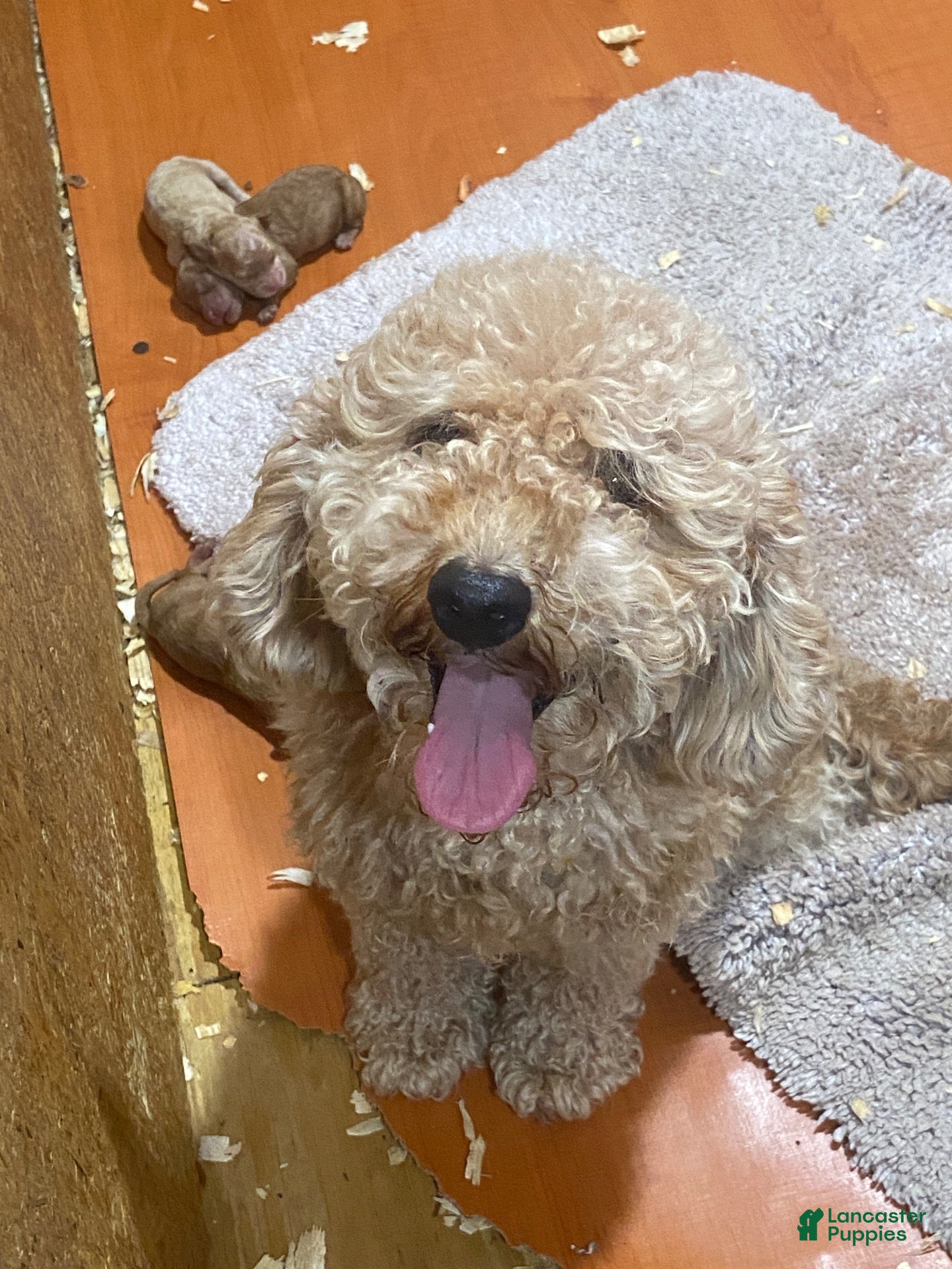 Mini Goldendoodle dogs Boy 2 - Ad 2