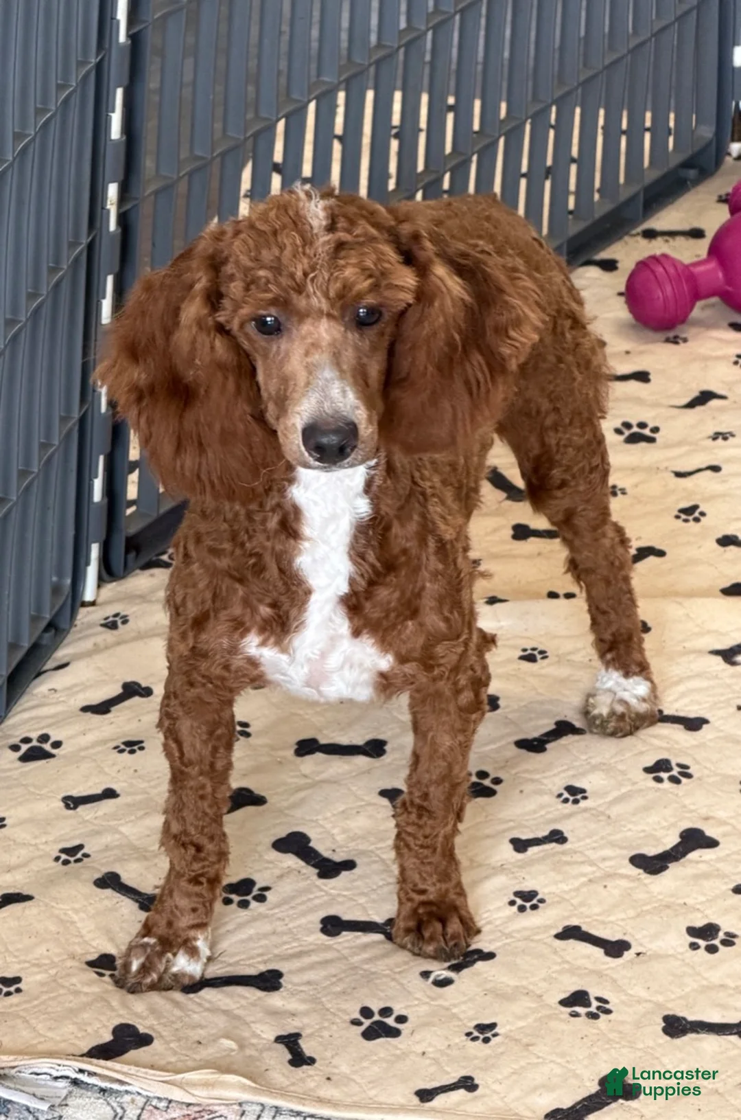 Miniature Poodle dogs for sale: Travis - Ad 2