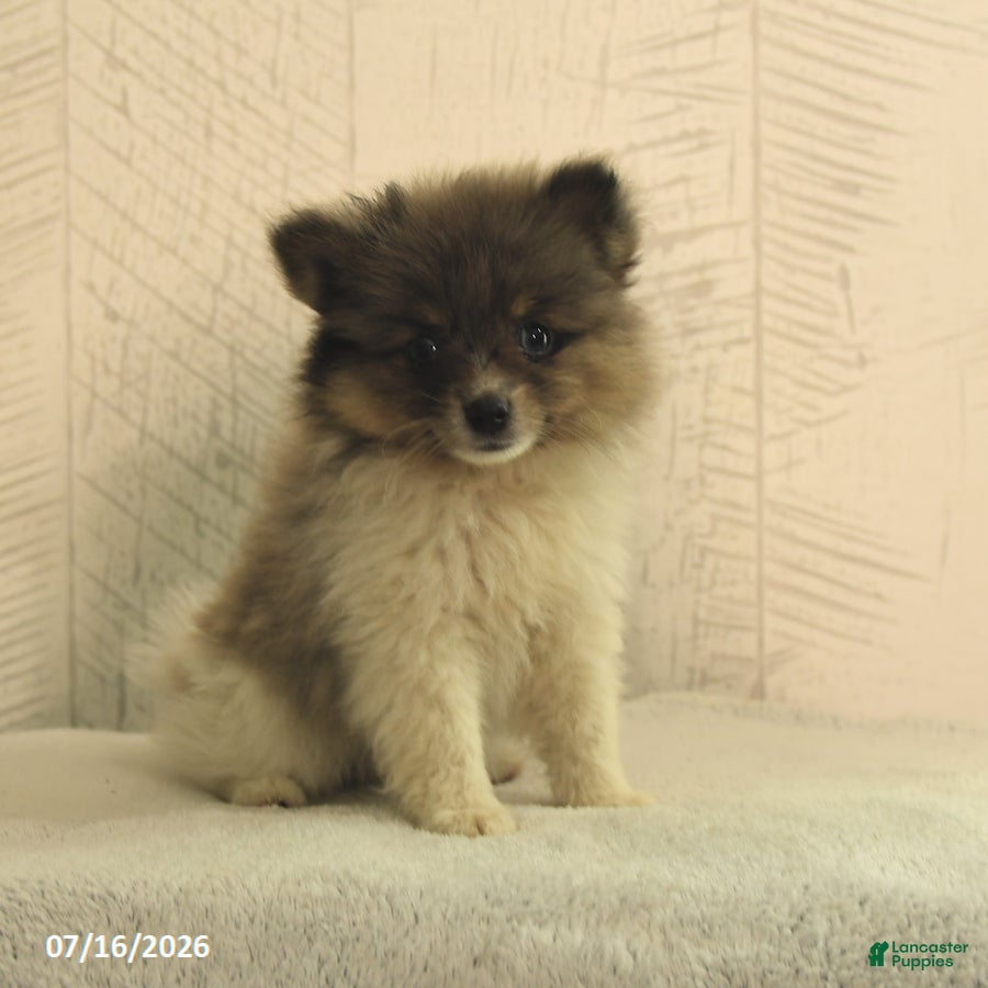 Pomeranian dogs Banjo - Ad 1