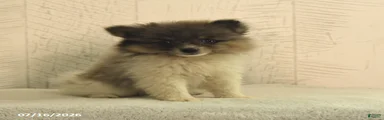 Banjo