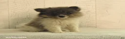 Pomeranian dogs for sale: Banjo - Ad 1