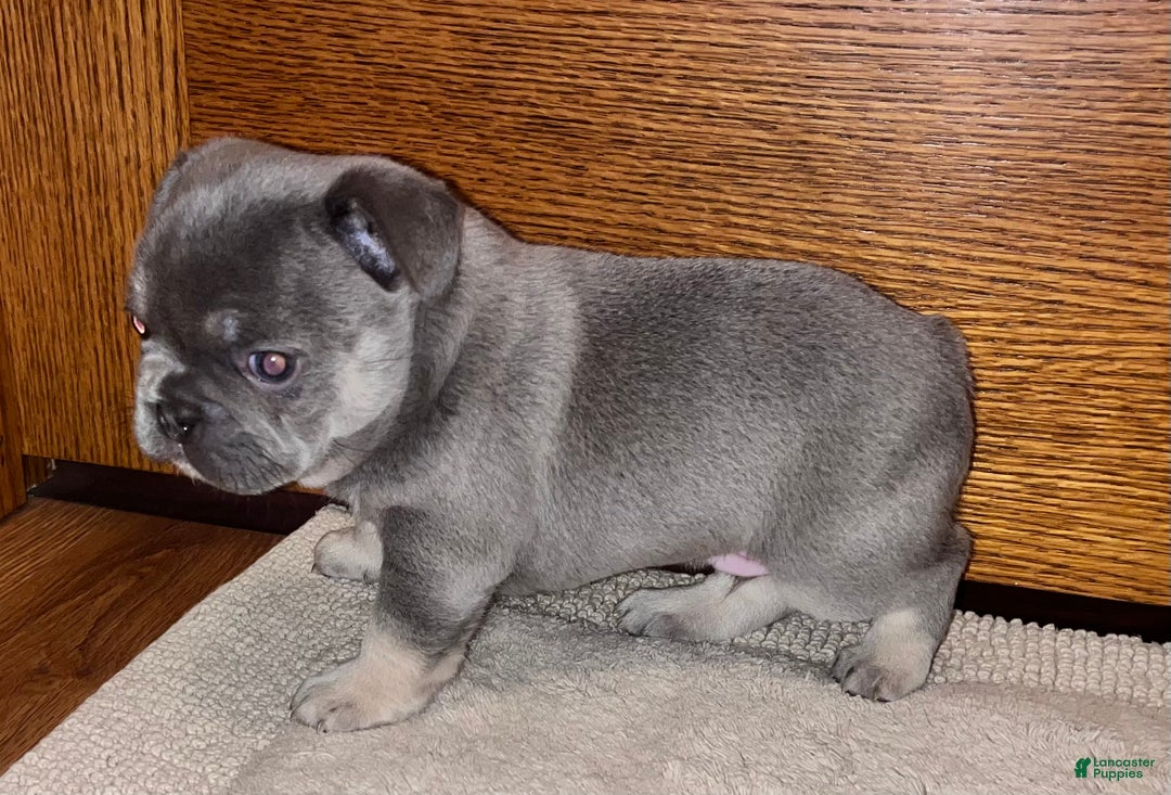 French Bulldog dogs for sale: French Bulldog Puppy 1 - Ad 2