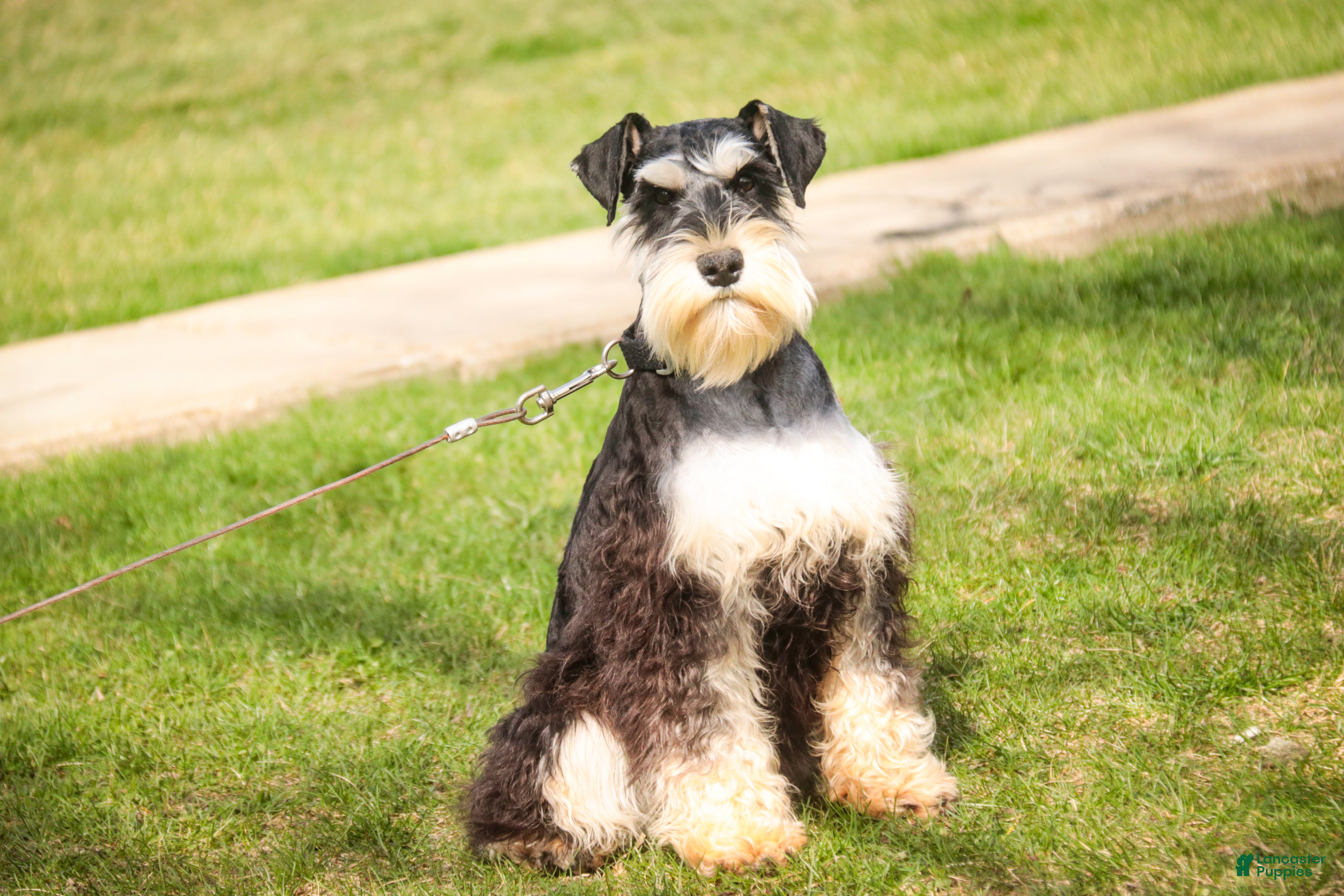 Miniature Schnauzer dogs Johann - Ad 1