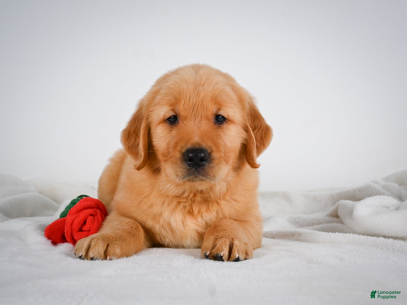 Golden Retriever dogs Roscoe - Ad 2
