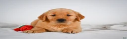 Golden Retriever dogs for sale: Roscoe - Ad 2