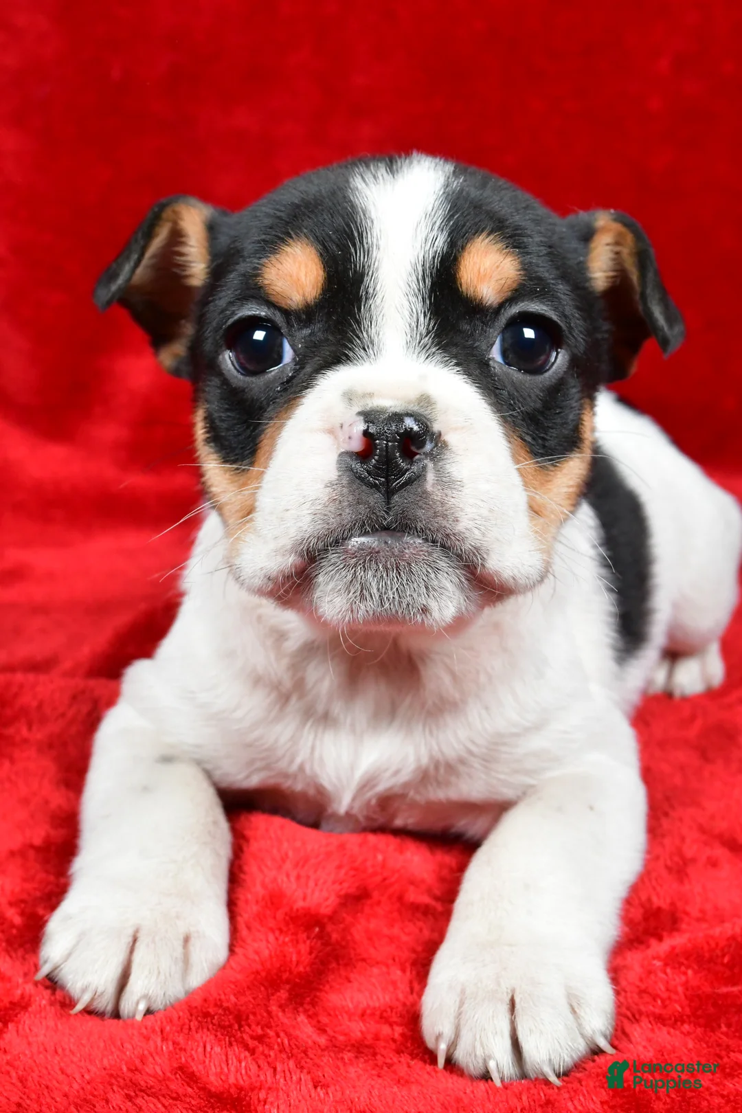 Beabull dogs for sale: Roxy - Ad 3