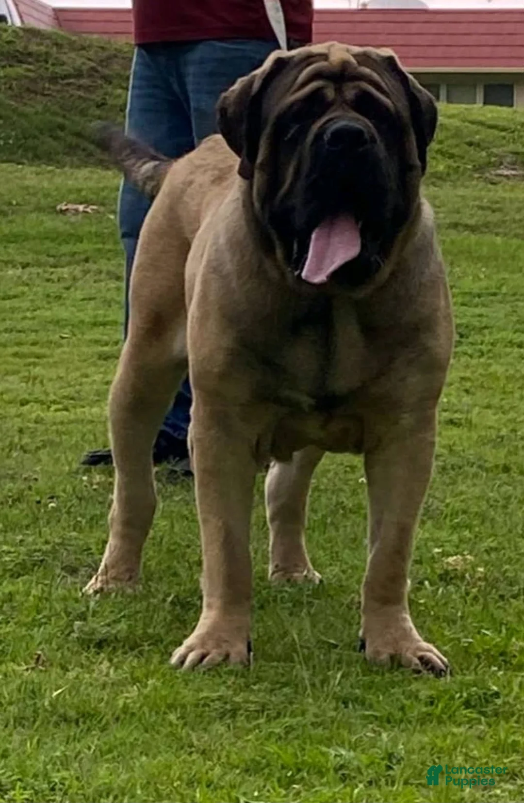 Gallery Image {{count}}