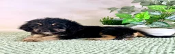 Bernedoodle dogs for sale: Dobby - Ad 6