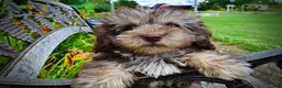 Havapoo dogs for sale: Fancy - Ad 7