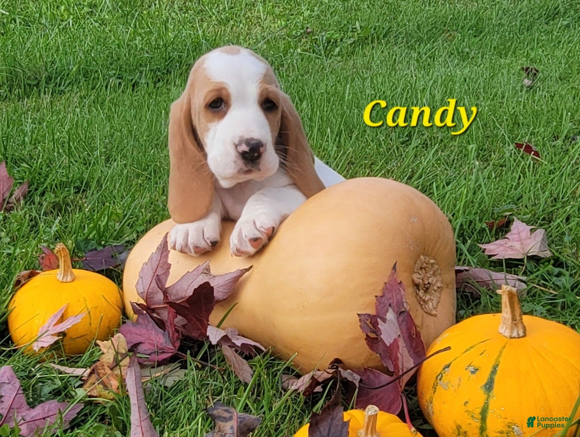Basset Hound dogs Candy - Ad 2