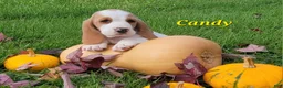 Basset Hound dogs for sale: Candy - Ad 2