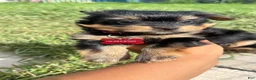 Yorkshire Terrier dogs for sale: Yorkshire Terrier 2 - Ad 4
