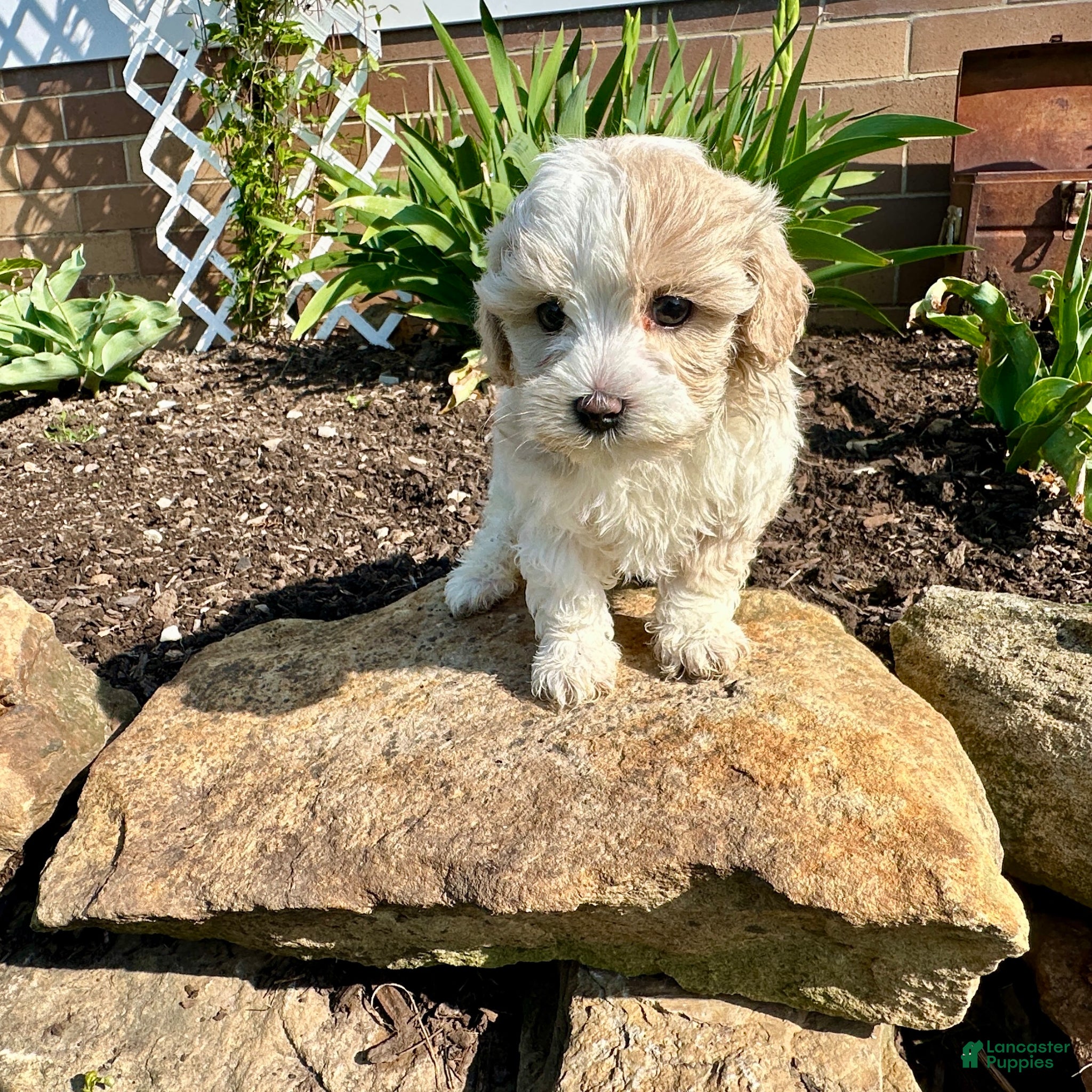 Maltipoo dogs for sale: Chuckles  - Ad 1