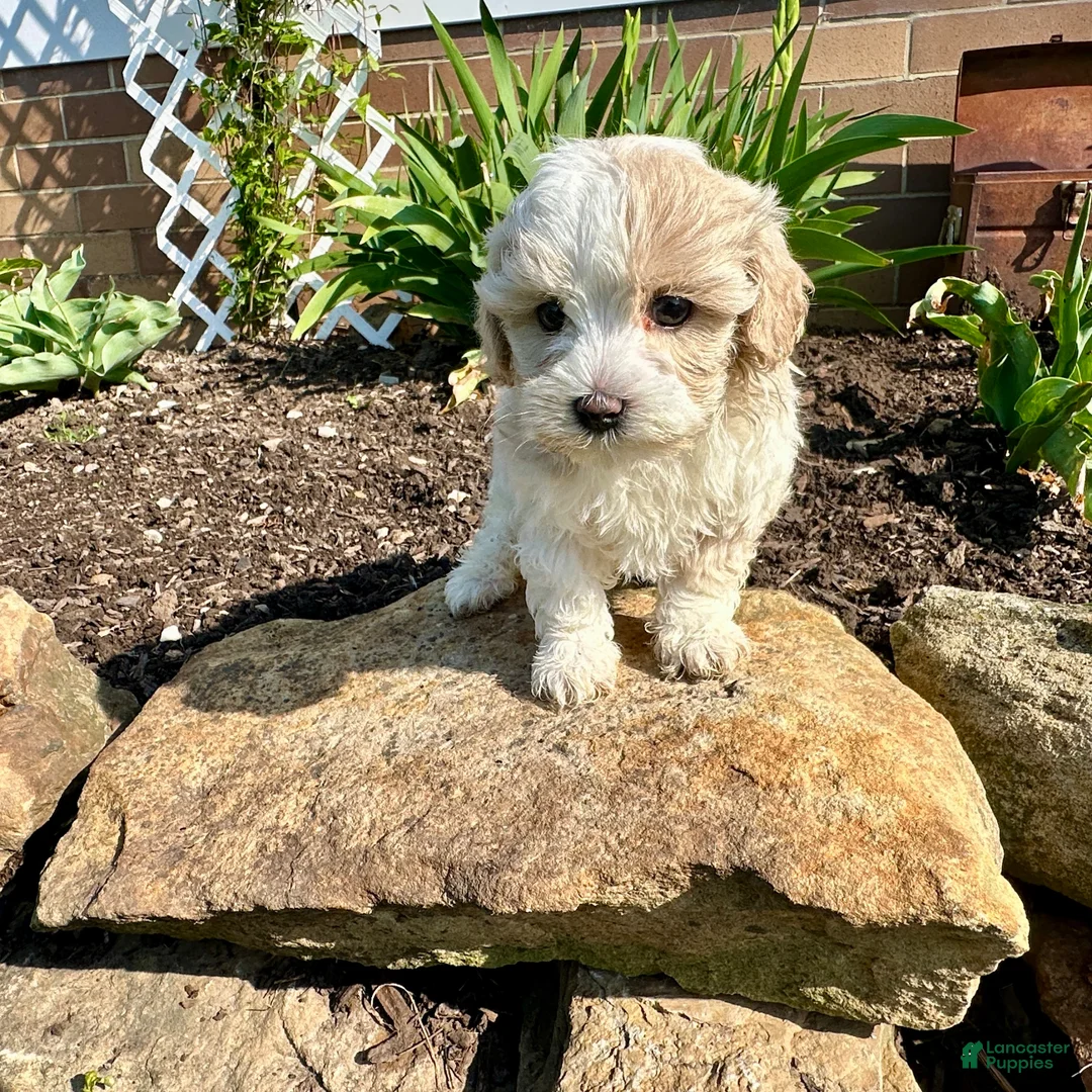 Maltipoo dogs for sale: Chuckles  - Ad 1