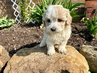Maltipoo dogs for sale: Chuckles - Ad 1