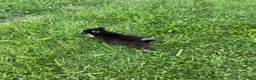 Pomsky dogs for sale: Pomsky 2 - Ad 4