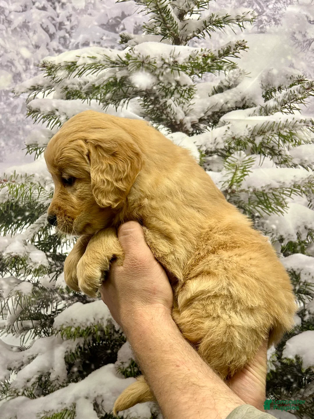 Golden Retriever dogs for sale: Honey - Ad 3