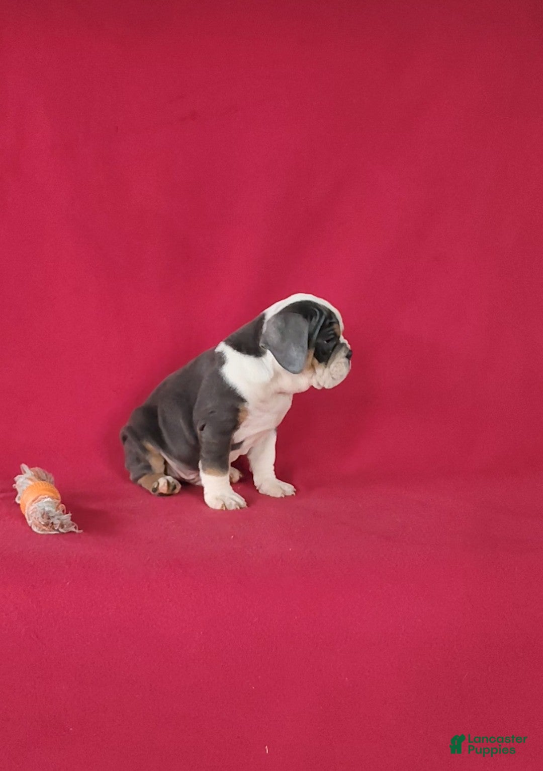 Beabull dogs for sale: Parker - Ad 4