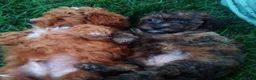 Havapoo dogs for sale: Nick - Ad 3