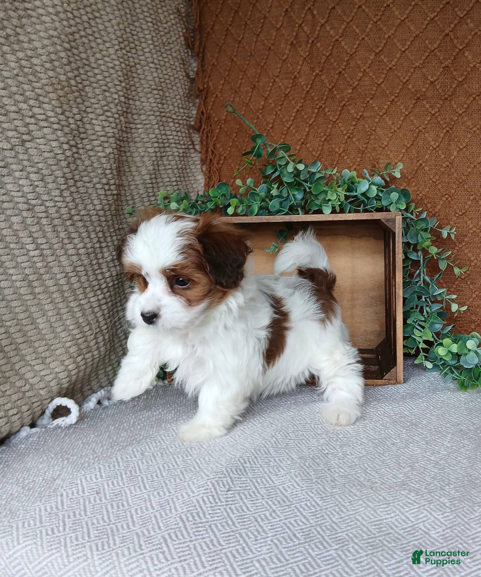 Havanese dogs Amyah  - Ad 1