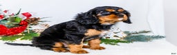 Cavalier King Charles Spaniel dogs for sale: Tinsel - Ad 9