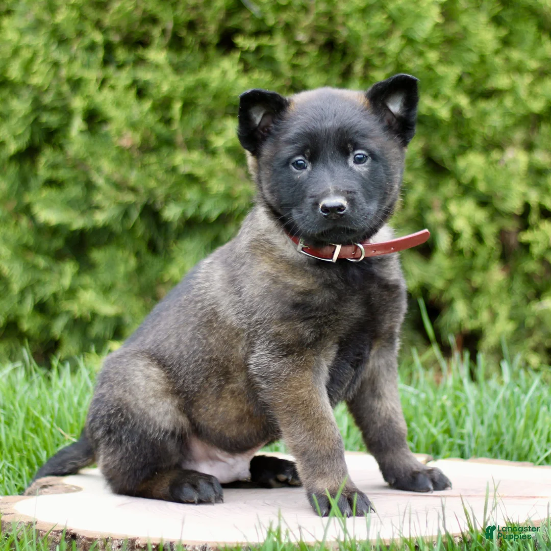 Belgian Malinois dogs for sale: Saber  - Ad 1